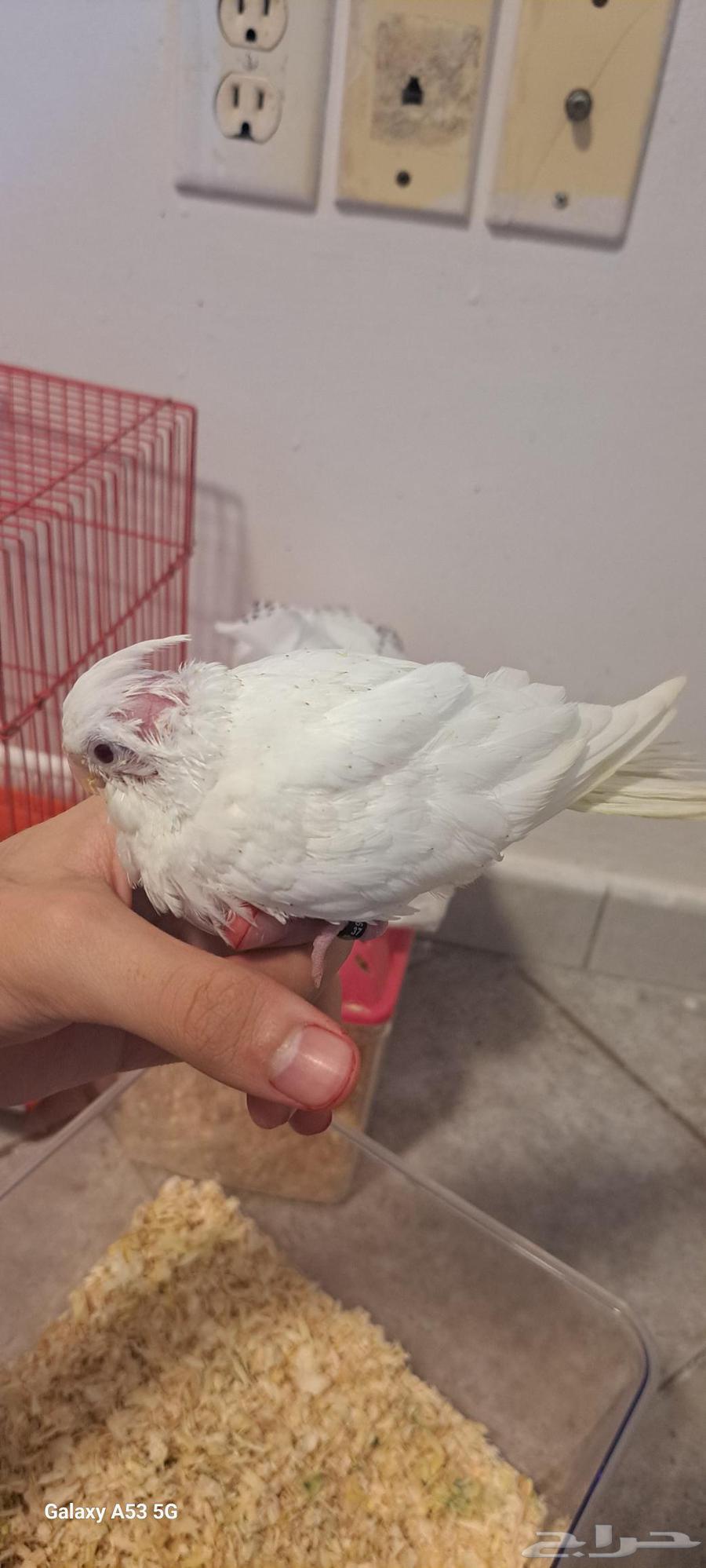 للبيع عروض جديه طيوركروان كناري بادجي63756565622018110