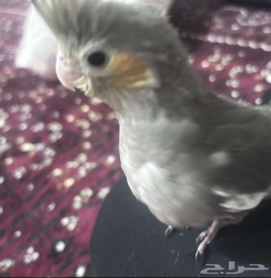A two-month-old carrion bird named Fly is in good condition, tame, active, and flies well63755291859969114