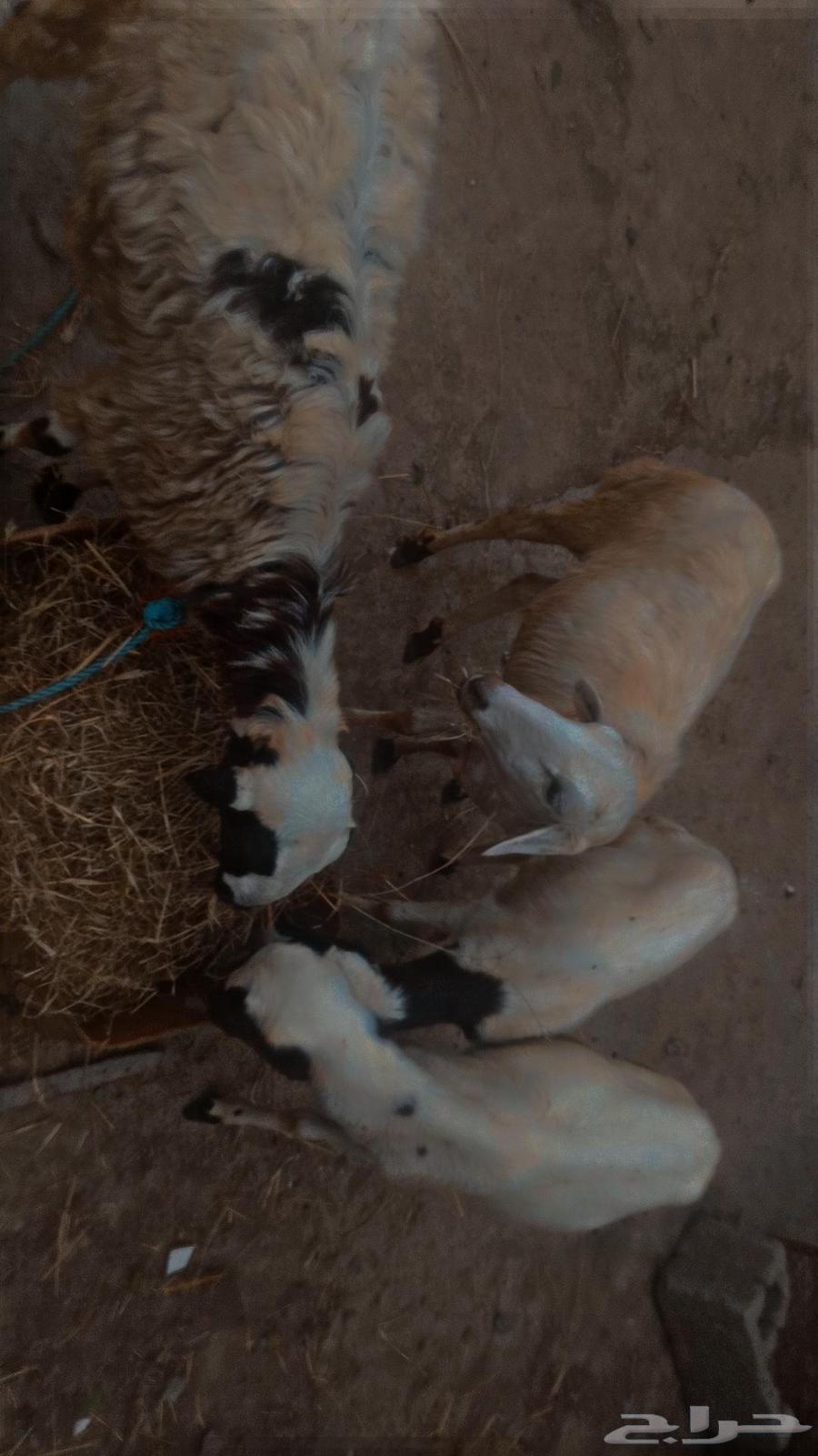 ثلاث رخال و خروف للبيع63752546608130110