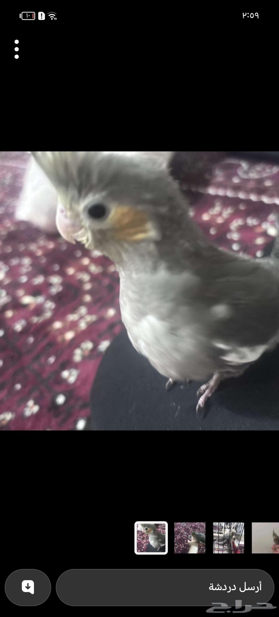 A two-month-old carrion bird named Fly is in good condition, tame, active, and flies well63755291859969111