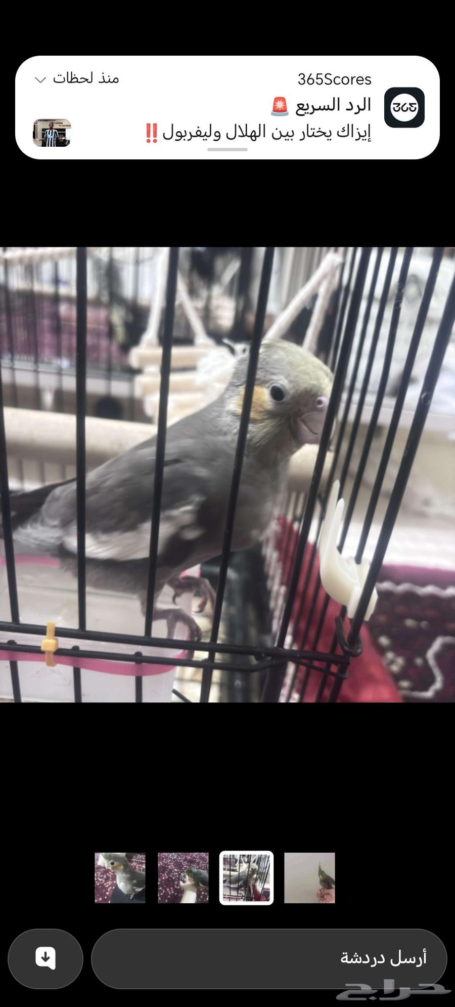 A two-month-old carrion bird named Fly is in good condition, tame, active, and flies well63755291859969113