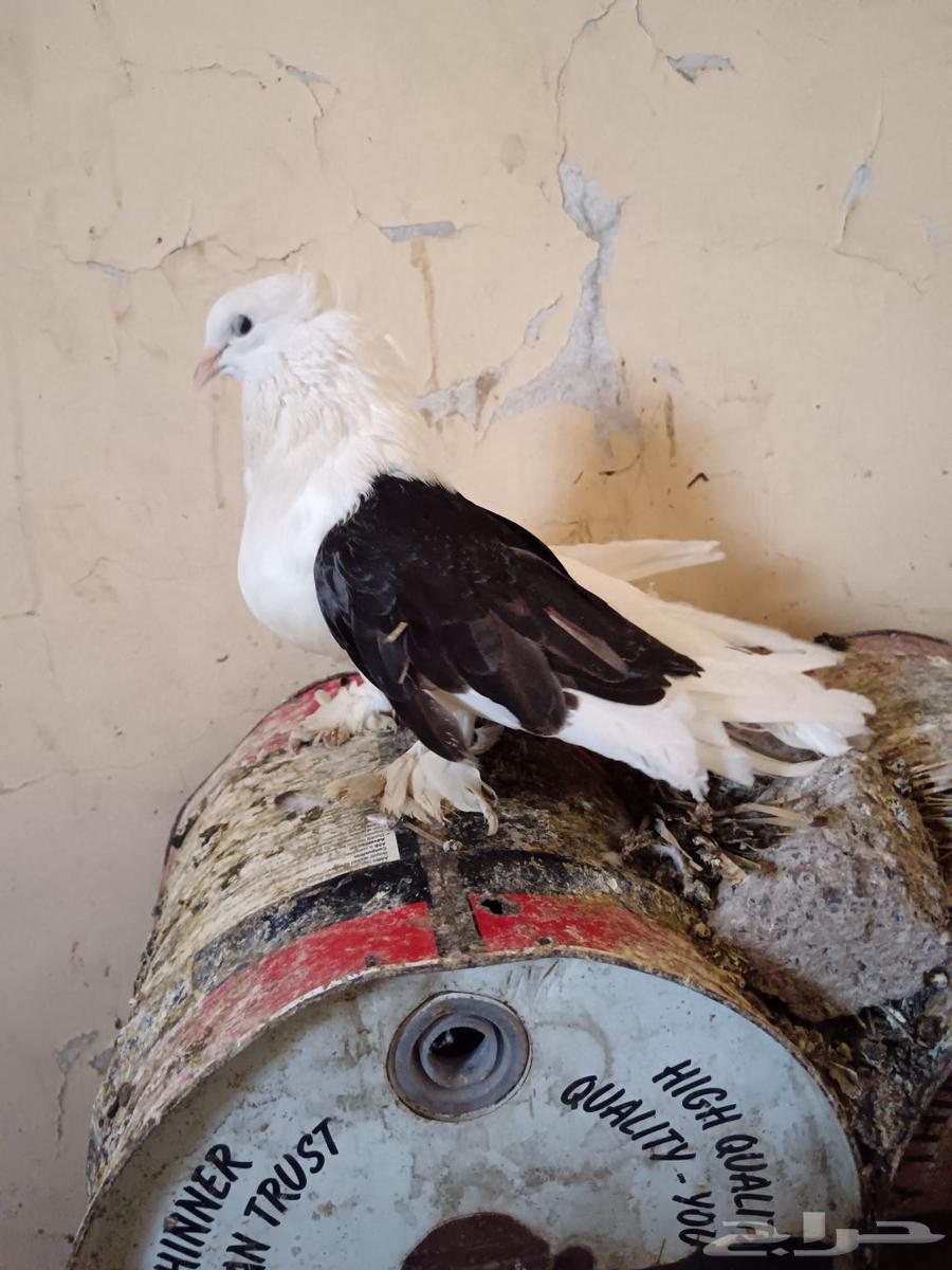 Problematic pigeon pair, more than 20 pairs available63752344552961110