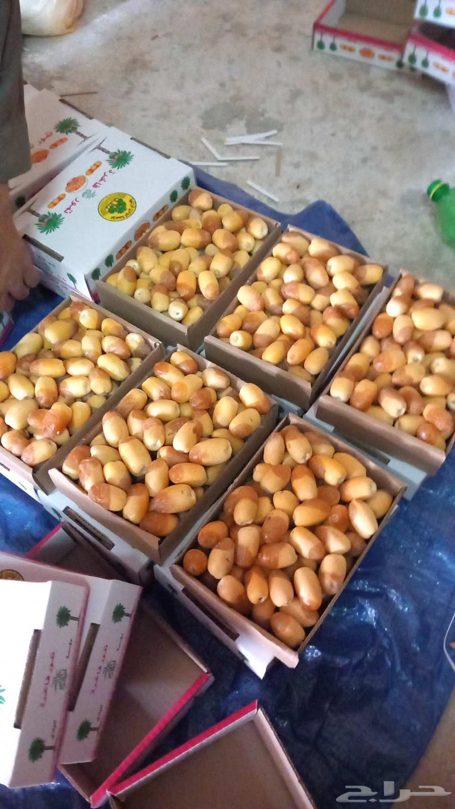 Fresh Khlas Dates Directly from the Farm63759037487362111