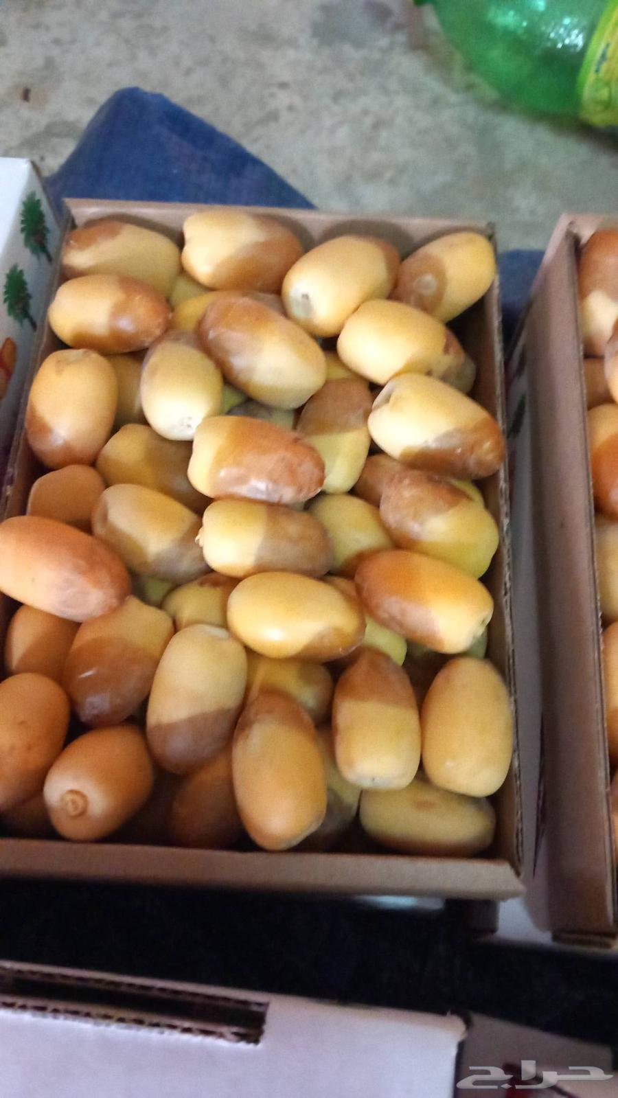 Fresh Khlas Dates Directly from the Farm63759037487362110