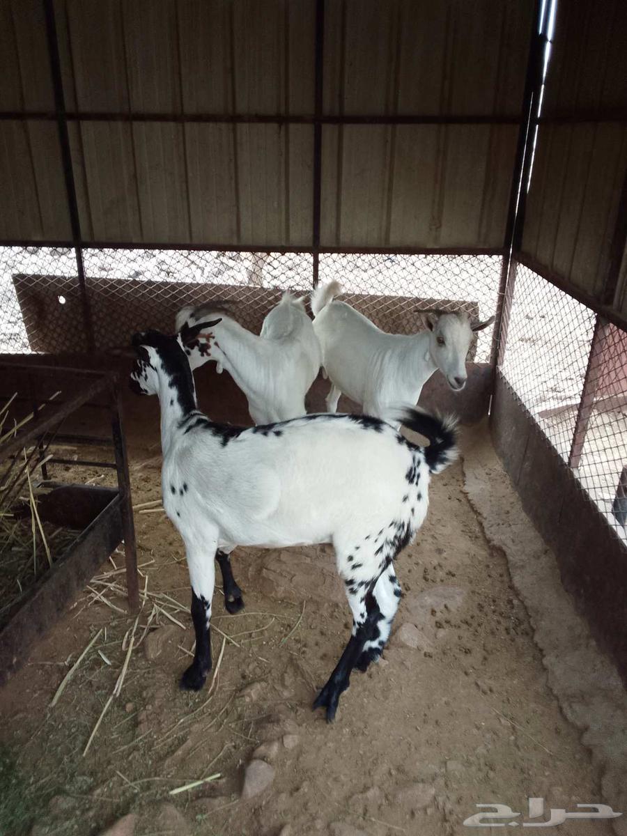 Tious for sale63749913375619110