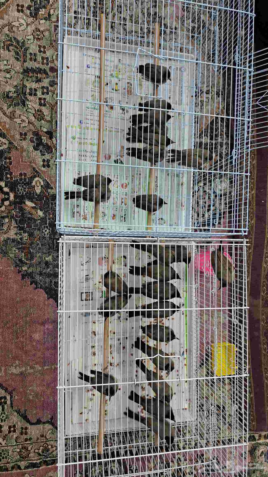 للبيع بلابل سوري ماشالله تبارك الله الموقع المبرز في على 15063756951316226110