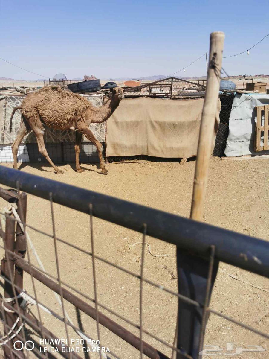 قعود للبيع طيب سالم العذاريب شرط صاحي63755496148739111