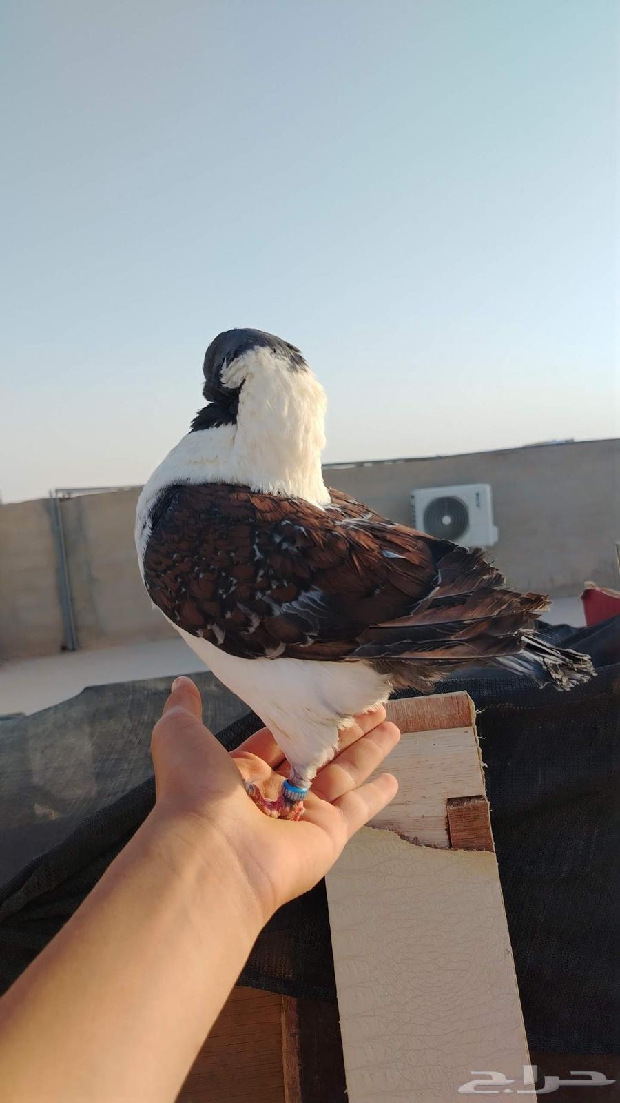Pigeon for sale63751860033410113