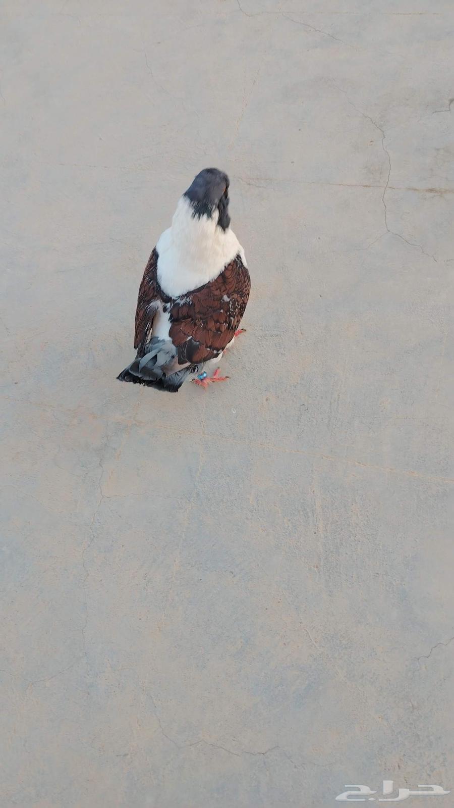 Pigeon for sale63751860033410111