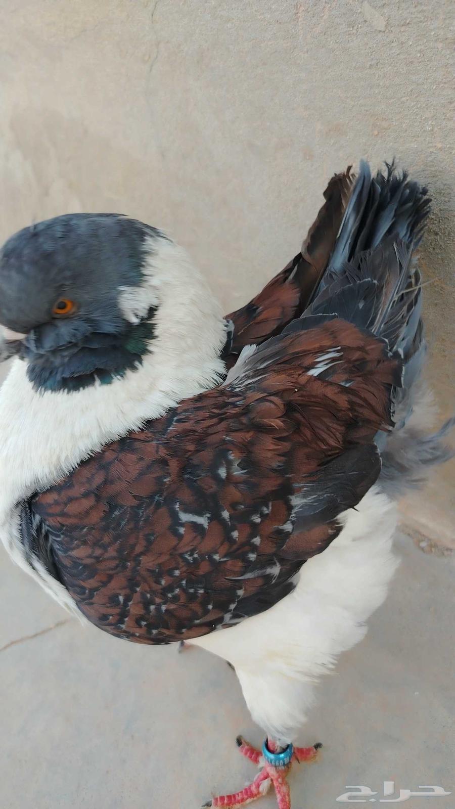 Pigeon for sale63751860033410112
