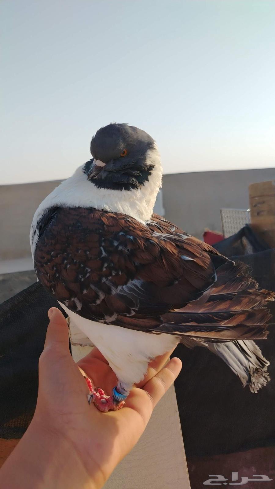 Pigeon for sale63751860033410110