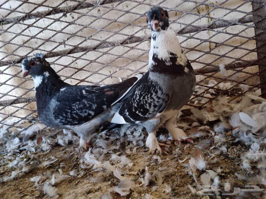 Problematic pigeon pair, more than 20 pairs available63752344552961113