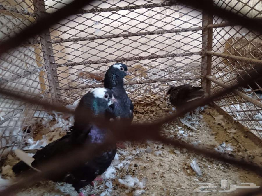 Problematic pigeon pair, more than 20 pairs available63752344552961114