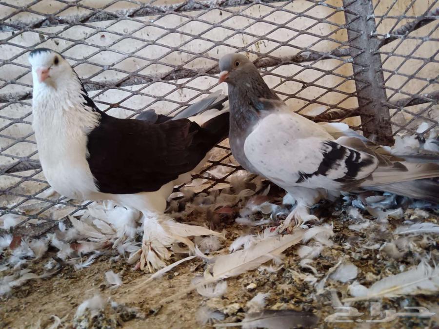 Problematic pigeon pair, more than 20 pairs available63752344552961111