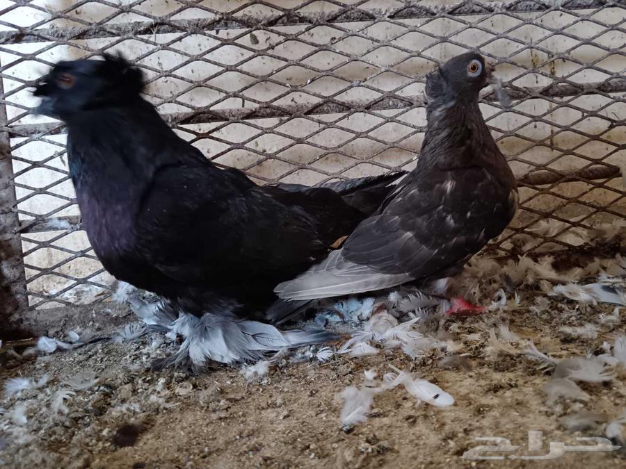 Problematic pigeon pair, more than 20 pairs available63752344552961112
