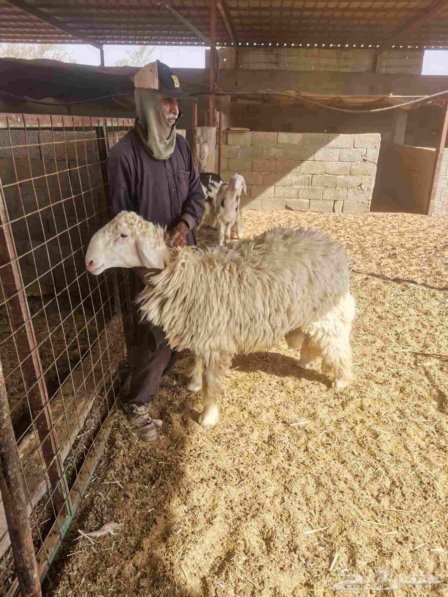 للبيع خروف توه مثني سوم 1900 الموقع ملهم شمال الرياض63754411476482110