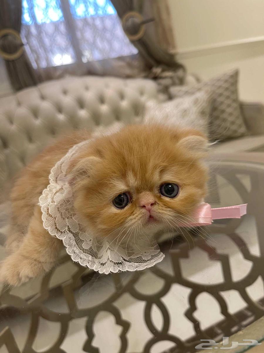 Kitten for sale, age 55 days, round eyes, wide skull, short ears63760388000770110