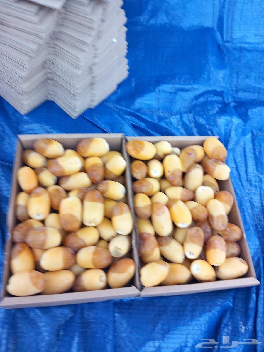 Fresh Khlas Dates Directly from the Farm63759037487362113