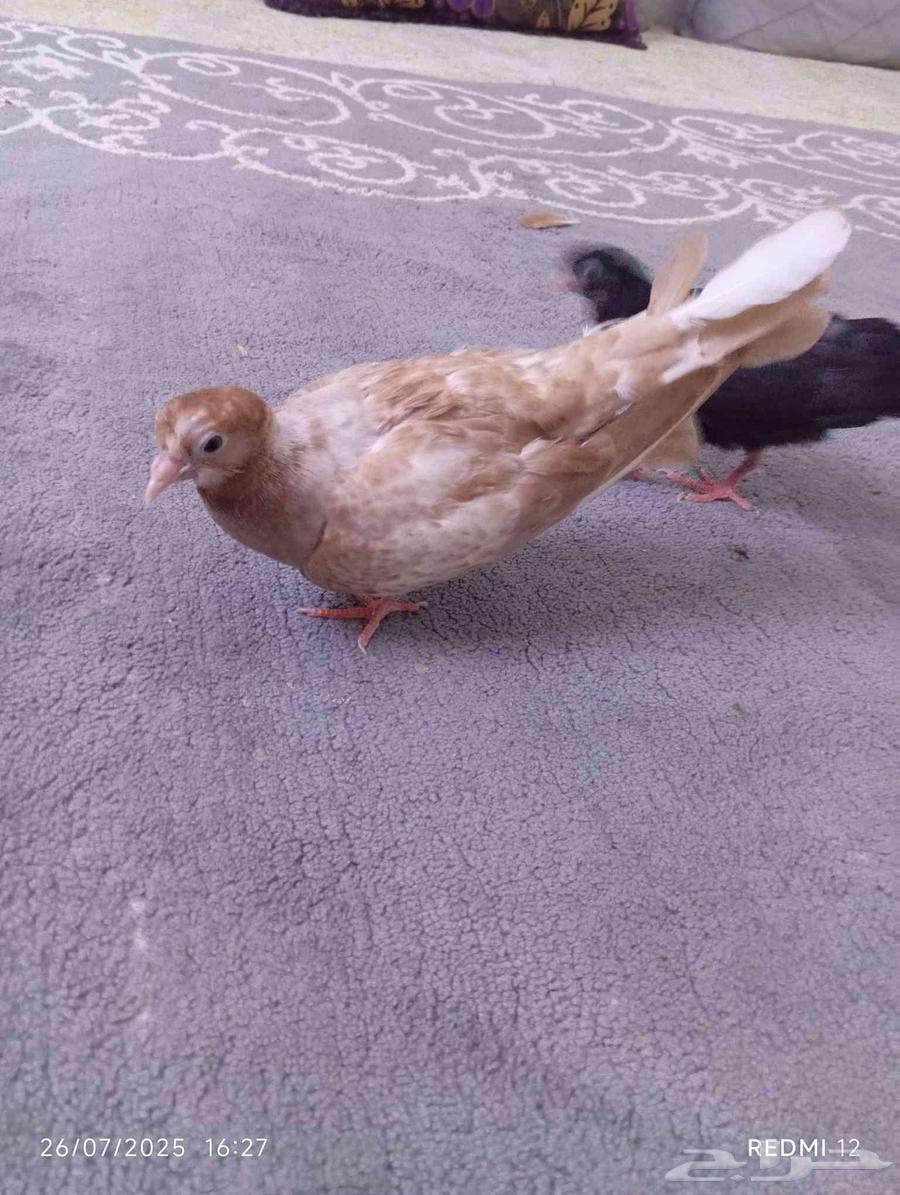 فرخ حمام قلابي بهلوان اليف ومدرب عل يد السعر عل السوم63756169754627110
