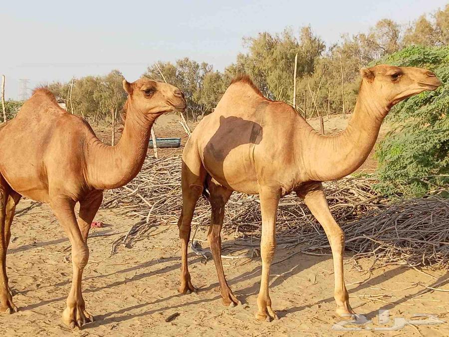 للبيع قعدان عدد 2 الموقع القنفذة63759346651522112