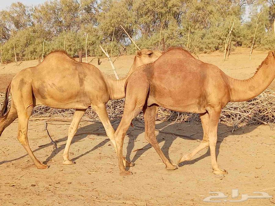 للبيع قعدان عدد 2 الموقع القنفذة63759346651522110