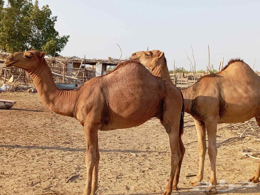 للبيع قعدان عدد 2 الموقع القنفذة63759346651522111