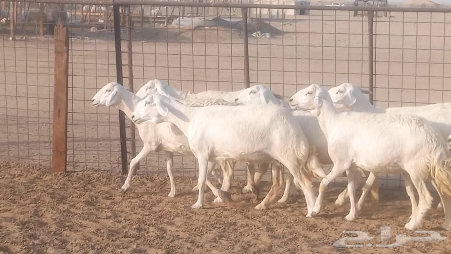 My high-quality sheep, 10 heads with ram63761804936451110