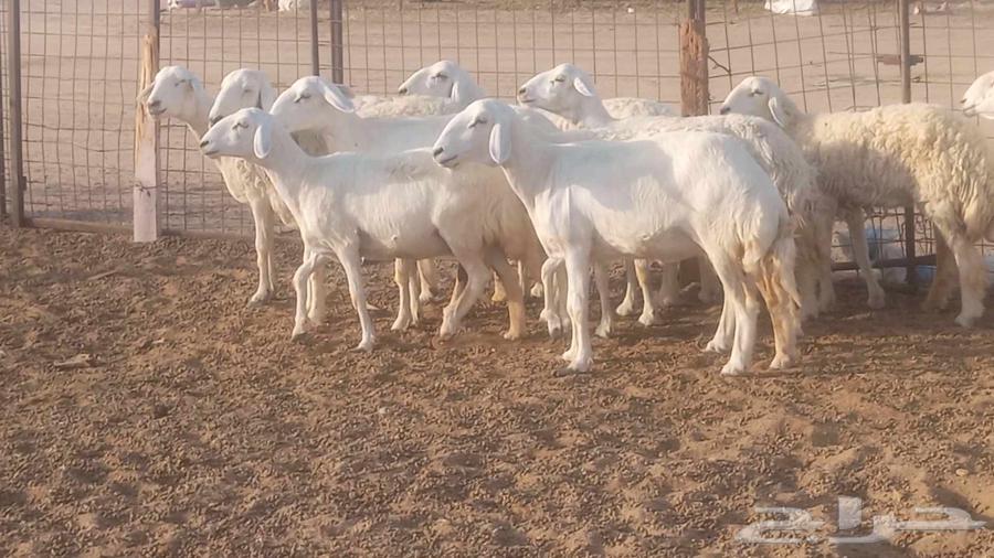 My high-quality sheep, 10 heads with ram63761804936451111