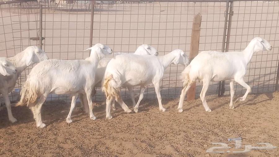 My high-quality sheep, 10 heads with ram63761804936451113