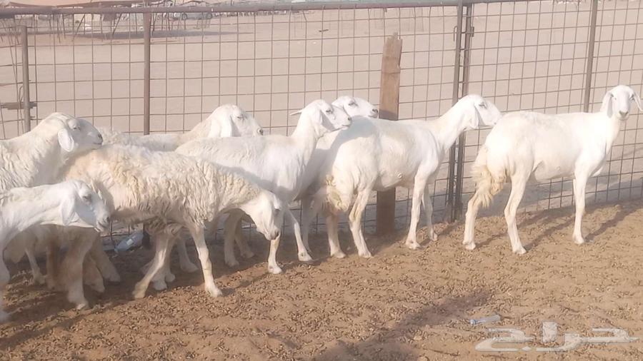 My high-quality sheep, 10 heads with ram63761804936451112