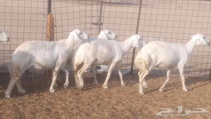 My high-quality sheep, 10 heads with ram63761804936451114