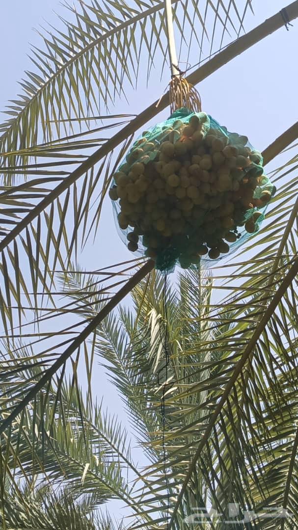 60 premium date palms, price 220 riyals63758723857283110