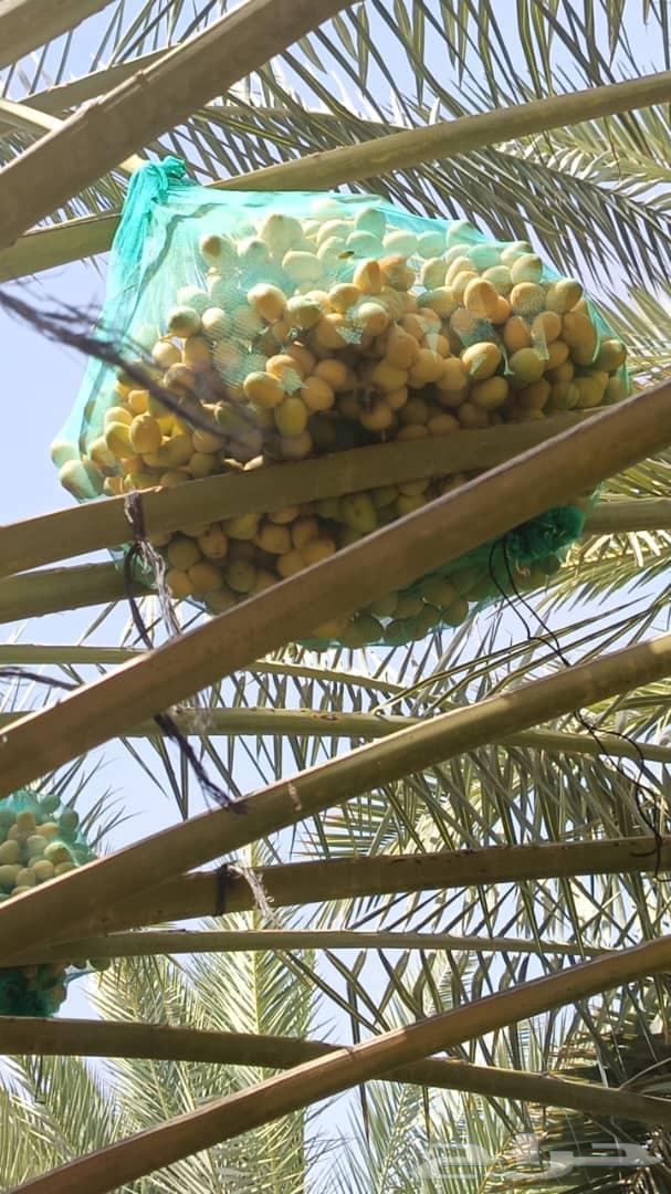 60 premium date palms, price 220 riyals63758723857283111