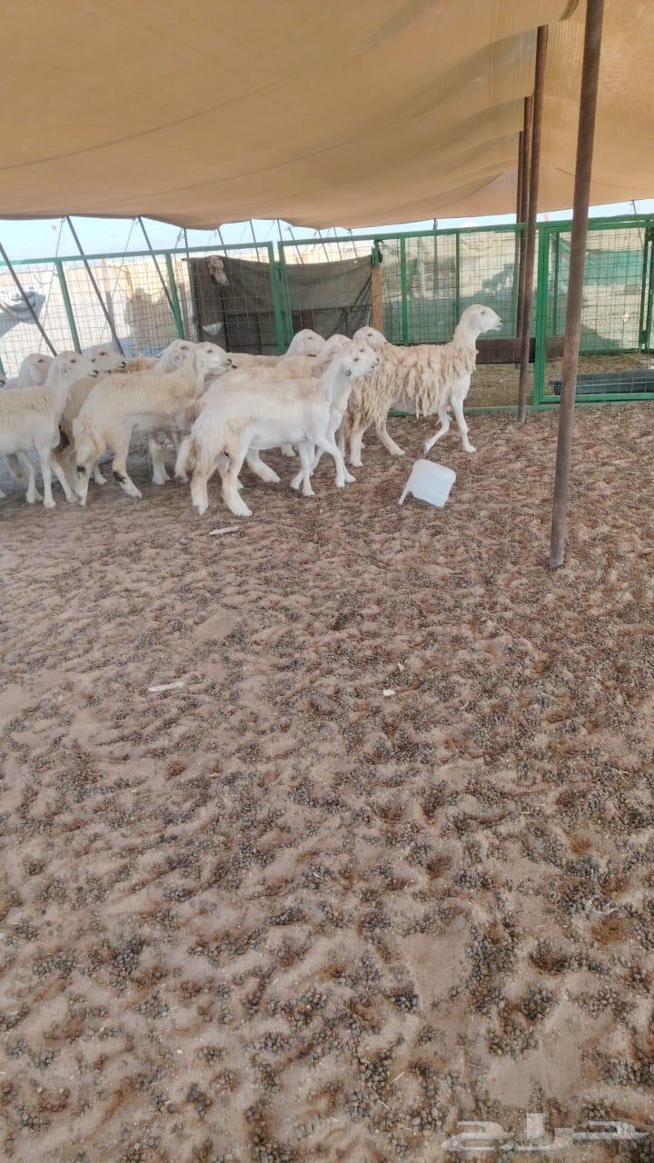 رخال حريات من ضان طيبه 11معه الفحل للبيع63752737911427110