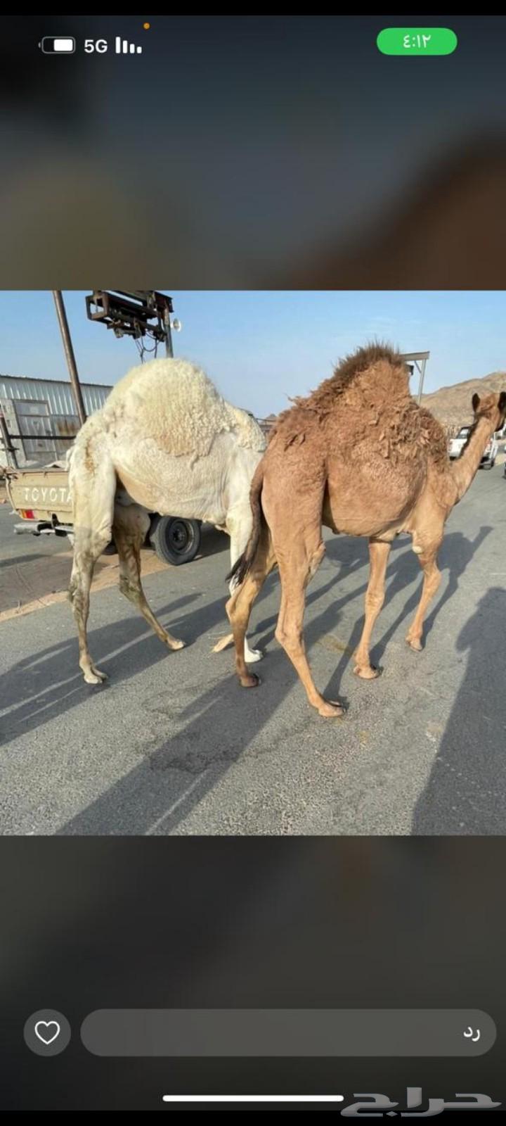قعدان للبيع مغلقة بلدي موقع نجران63760109058945110