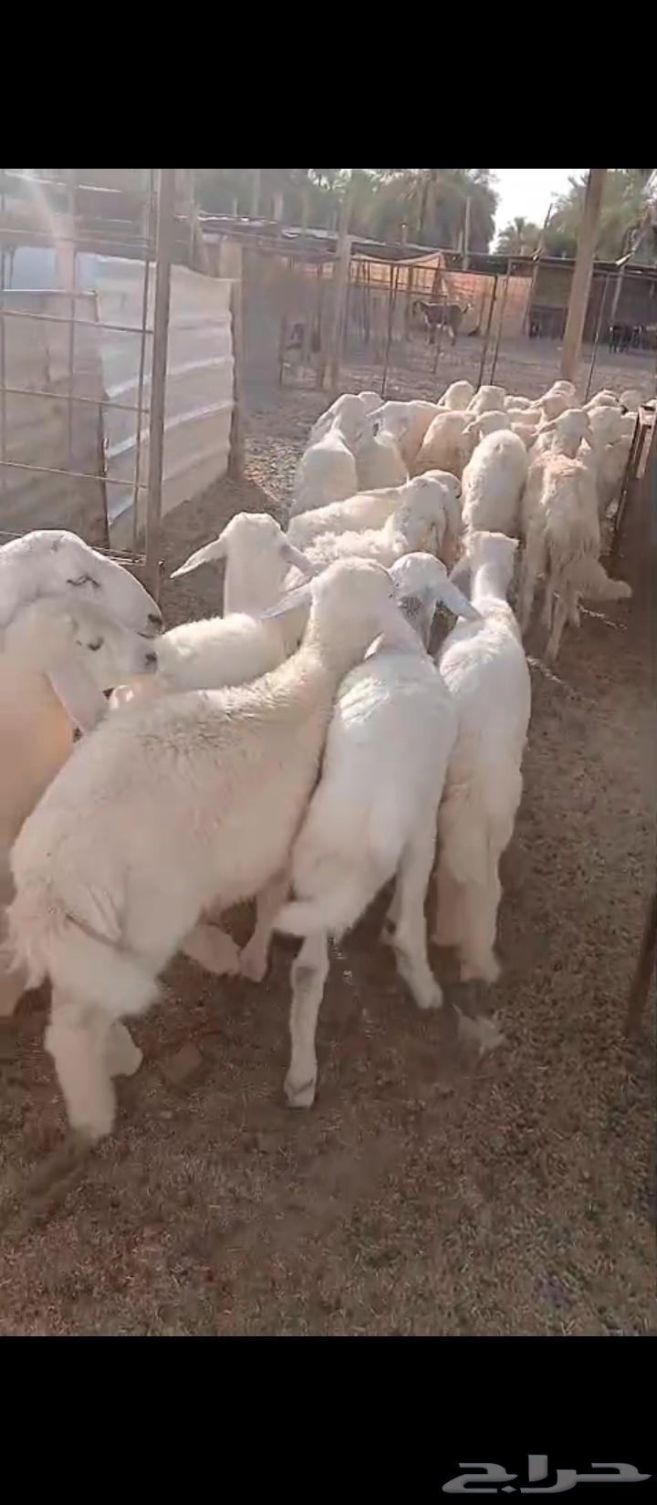 بهم تربية. . او لاهل المندي63755683841153110