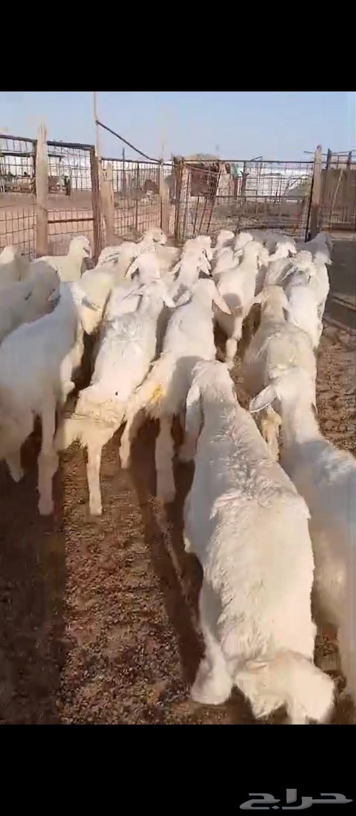 بهم تربية. . او لاهل المندي63755683841153111