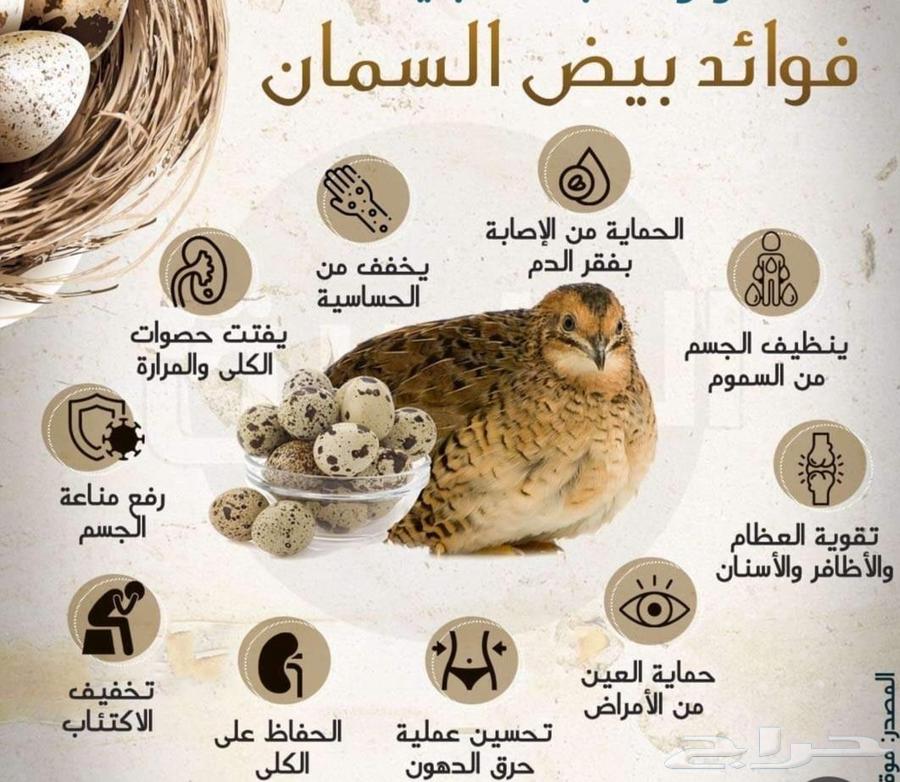بيض طيور السمان63770309262849110