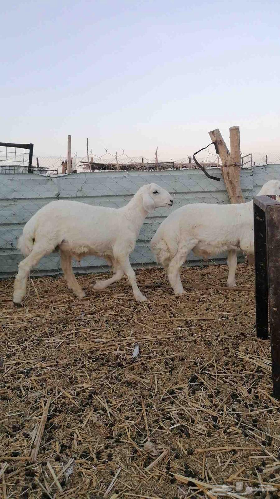 بهم للبيع طليان كلها ( تم البيع)63767439673987113