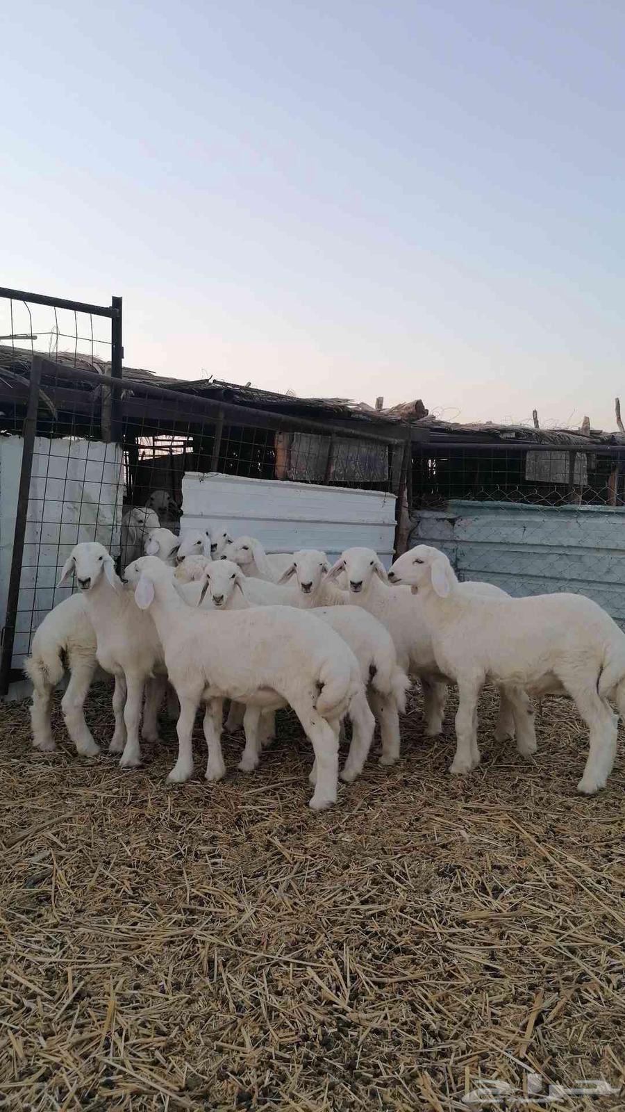 بهم للبيع طليان كلها ( تم البيع)63767439673987110