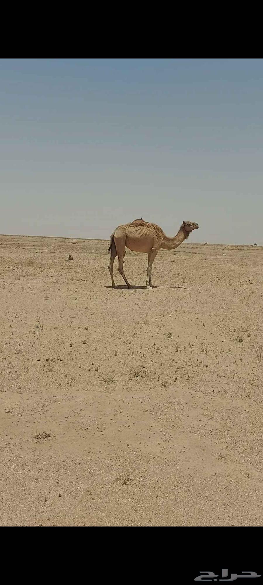 High-quality camels, trained and halter-broken63765946698754110