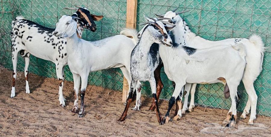 Jafar with Foaher Babshi from Joram has been sold63772425133569113