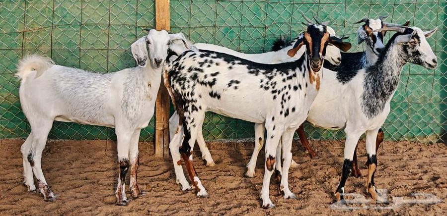 Jafar with Foaher Babshi from Joram has been sold63772425133569110