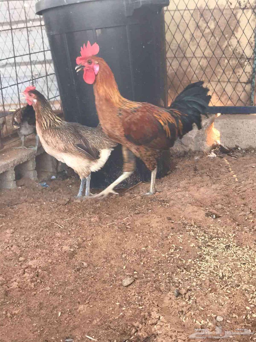 دجاج عربي للبيع.تمم.البيع63773032117763112