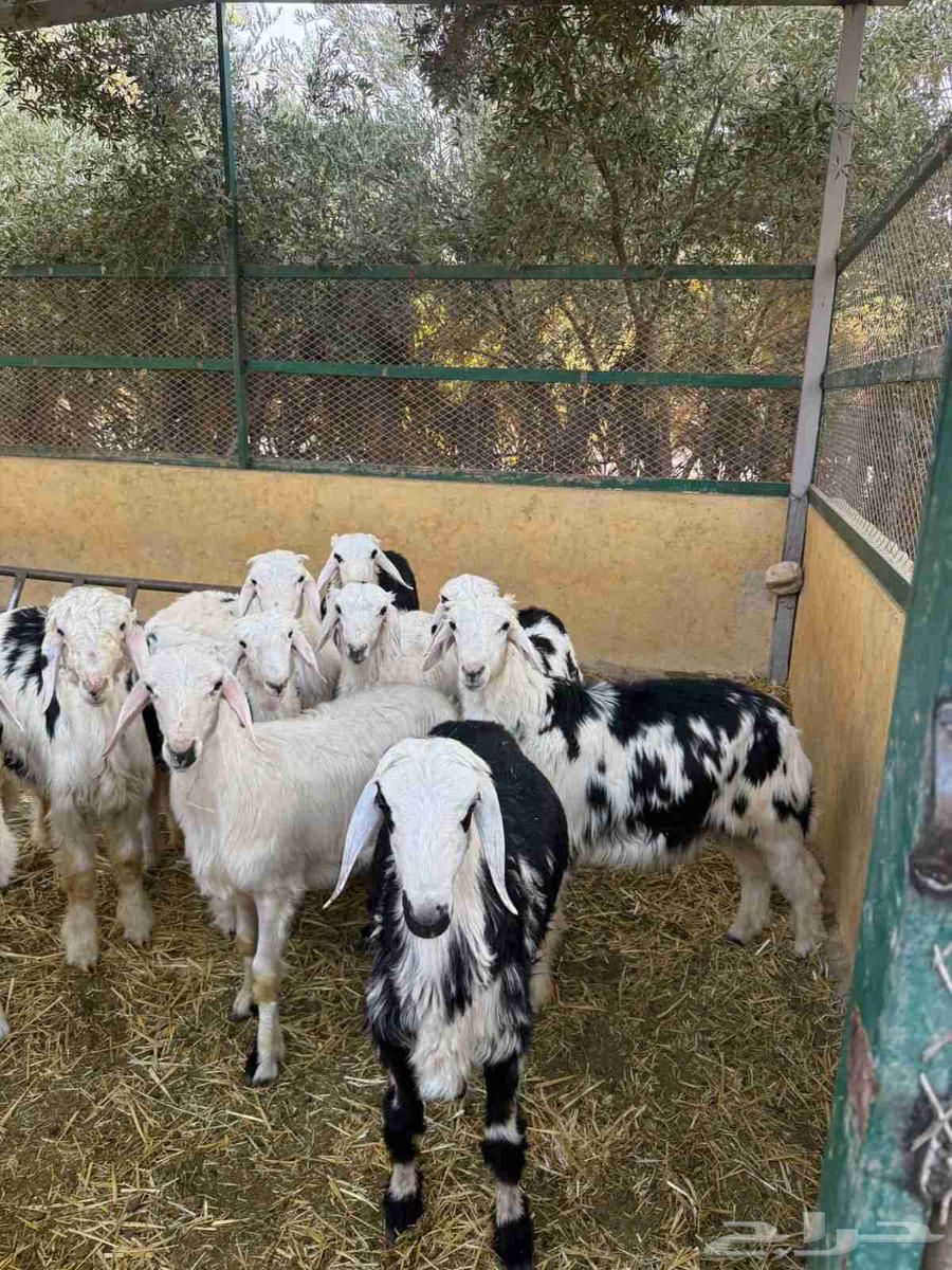 9 طليان 1 رخله للبيع63768921361794111