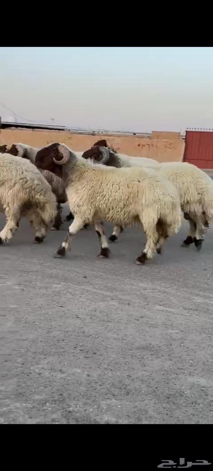 للبيع فحول صنف63771288206082111