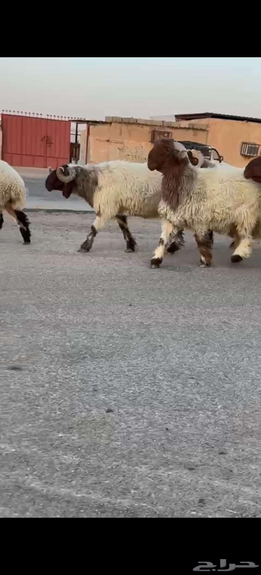 للبيع فحول صنف63771288206082113