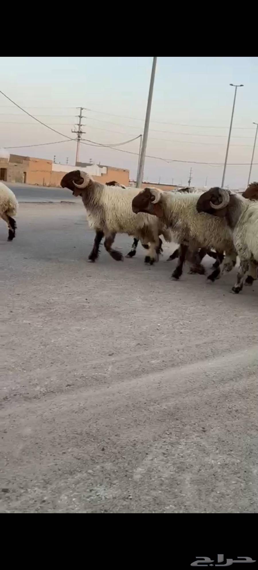 للبيع فحول صنف63771288206082112
