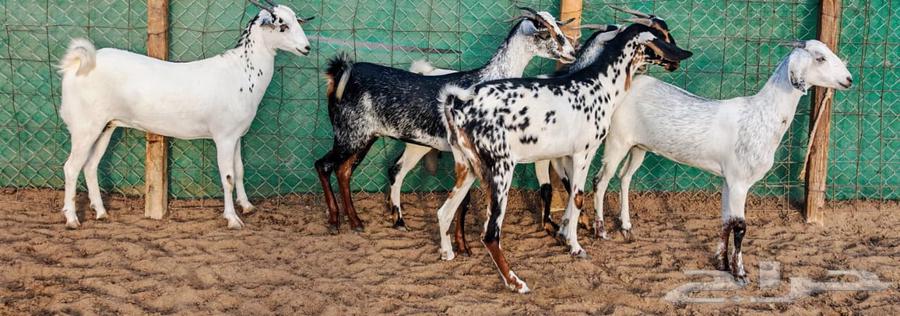 Jafar with Foaher Babshi from Joram has been sold63772425133569112