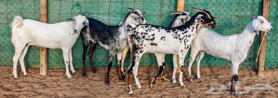 Jafar with Foaher Babshi from Joram has been sold63772425133569114